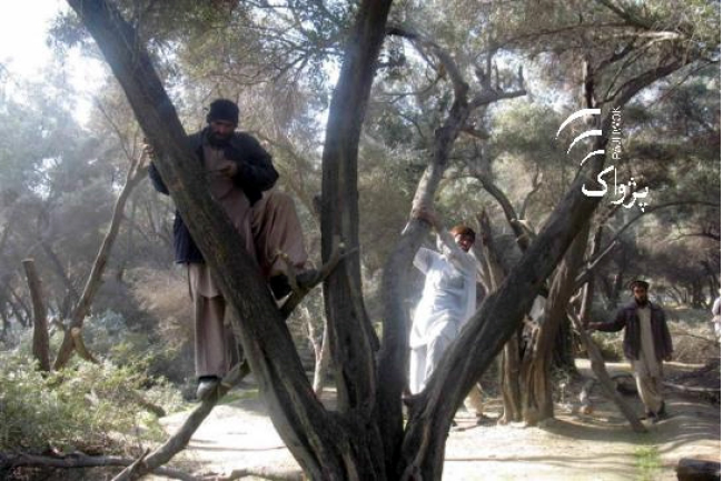 کابینه افغانستان قطع جنگل‌ها را ممنوع کرد
